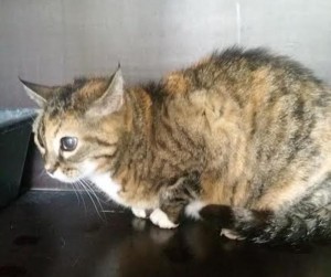 Chat perdu