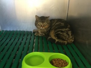 Chat trouvé à Saint-Vallier