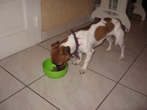 Chien trouvé à Blanzy