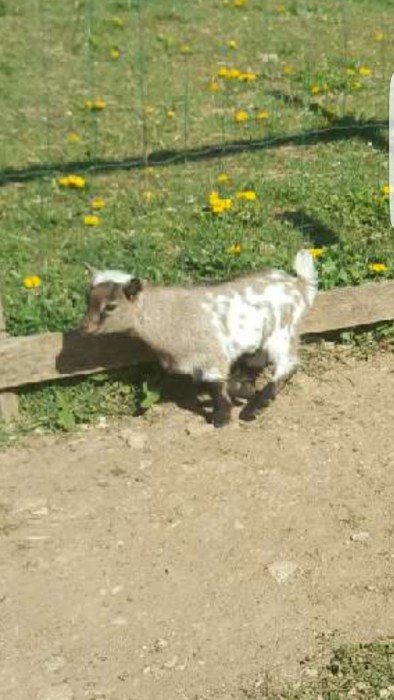perdu 3004173