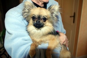 Trouvé à Saint-Vallier