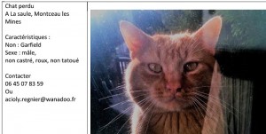 Chat perdu à La Saule