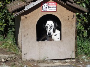 Perdu chienne « dalmatien » 9 ans
