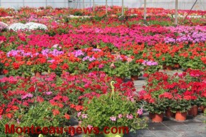 Le jardinier de Pouilloux – Ets Daniel Thevenoux