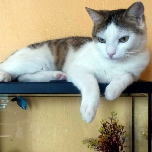 Disparu rue Beaubernard (Montceau)