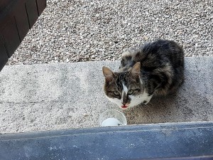 Trouvé rue de Charolles (Montceau)