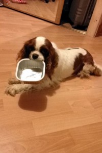Chienne perdue (Montceau)