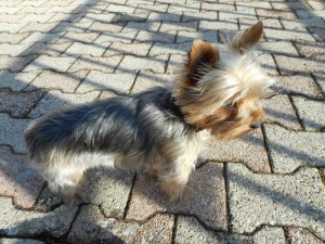 Chienne perdue (Montceau)