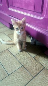 Chaton trouvé  (Montceau)