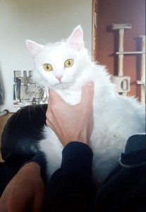 Chat perdu (Montchanin)