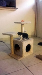 Annonce (Donne)