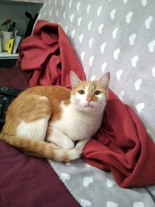 Chat perdu (Montchanin)