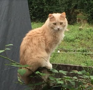 Chat perdu (Saint-Vallier)
