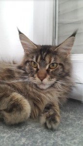 Chat Perdu…