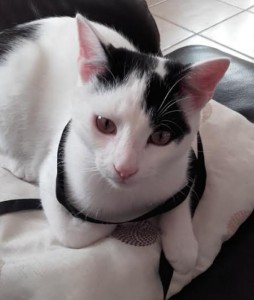 Disparu à Montceau