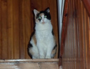 Chat perdu (Saint-Vallier)