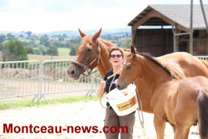 Concours de poulains de selle français à Blanzy