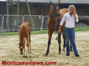 Association des éleveurs de chevaux de sport de Bourgogne (Blanzy)
