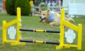 Club canin Educ Agility Passion Sanvignes