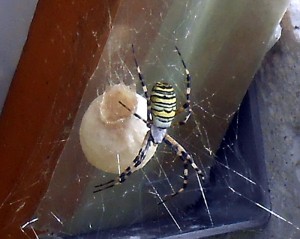 Insolite (Sanvignes)