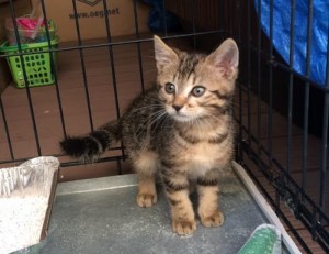 Chaton trouvé (Saint-Vallier)