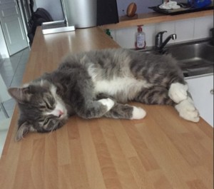 Chat perdu (Blanzy)