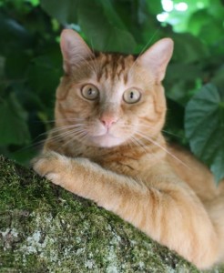 Chat perdu (Champeroux-Perrecy-Génelard)