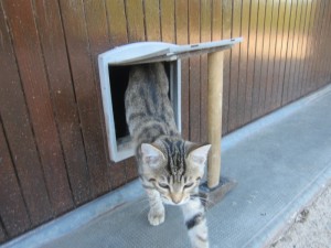 Chat perdu (Sanvignes)