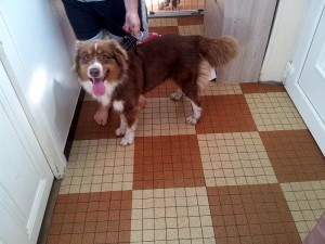 Chien trouvé à Sanvignes