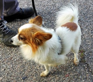 Trouvé au Bois du Verne à Montceau