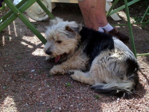Chien perdu (Génelard)