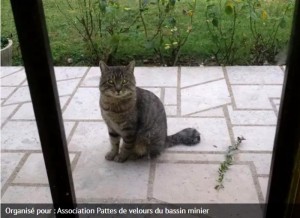 Association Les pattes de velours (Basin minier)