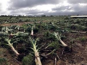 Ouragan Maria