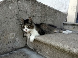 Trouvé à Saint-Vallier