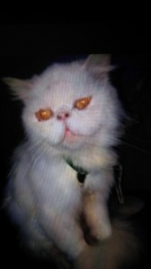 Chat perdu (Montceau)