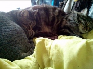 Chat perdu (Bassin minier)