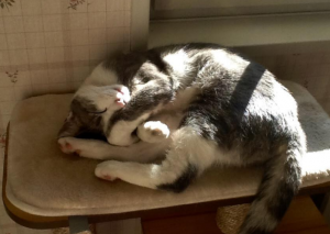 Chat perdu (Pouilloux)