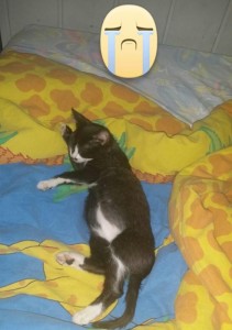 Chat perdu (Montceau)