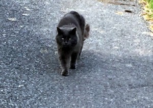 Trouvé Charmoy / Saint-Bérain-sous-Sanvignes