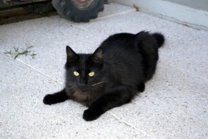 Chat perdu à Sanvignes