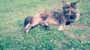 Chien et chat perdus (Saint-Vallier)