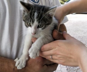 Chat perdu (Bassin minier)