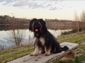 Chien perdu (Montceau)
