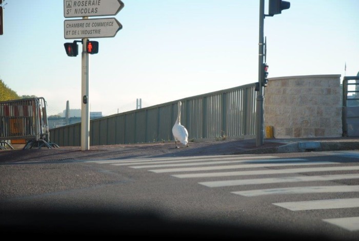 cygne 06 10 171
