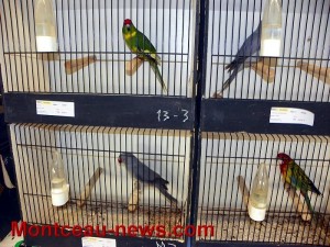 Amis des Oiseaux du Bassin Minier (Sortir)