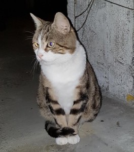 Chat perdu à Montceau