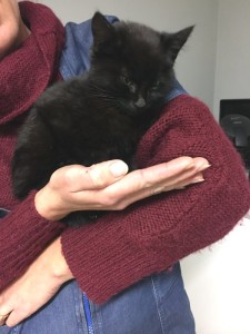 Chaton trouvé à Montceau…