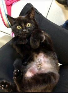 Des nouvelles de « Henri », le chaton martyrisé devant le lycée