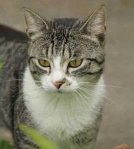 Chat perdu à Saint-Romain-sous-Gourdon