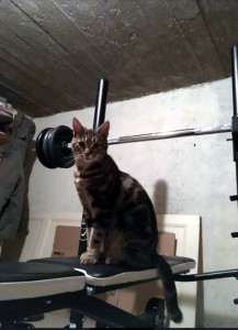 Chat perdu (Montceau)